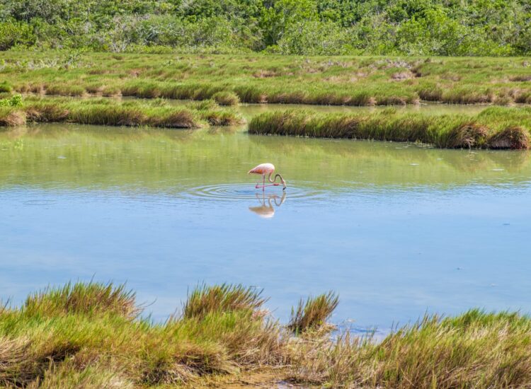 Flamingo in North Caicos, Turks and Caicos